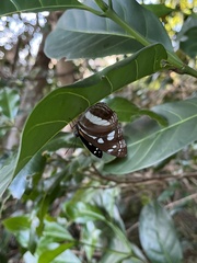 Phaedyma shepherdi