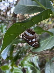 Phaedyma shepherdi