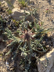 Centaurea aegyptiaca