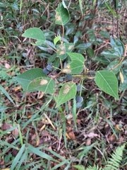 Homalanthus populifolius