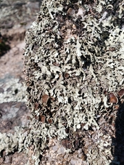 Xanthoparmelia stenophylla