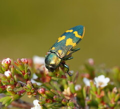 Castiarina dimidiata