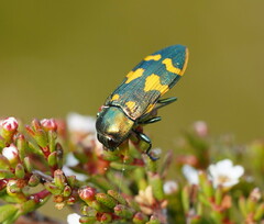 Castiarina dimidiata