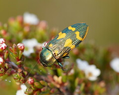 Castiarina dimidiata