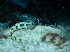 Corythoichthys flavofasciatus