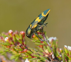 Castiarina dimidiata