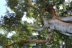Ficus racemosa