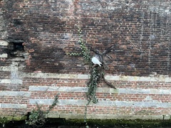 Columba livia domestica