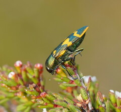 Castiarina dimidiata