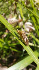 Hypselonotus fulvus
