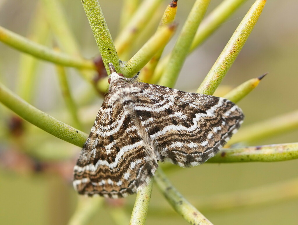 Aponotoreas epicrossa