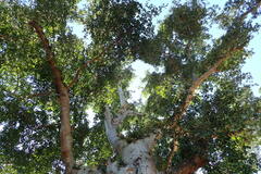Ficus racemosa