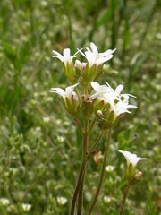 Saxifraga granulata
