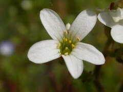 Saxifraga granulata