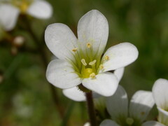 Saxifraga granulata