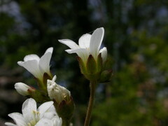 Saxifraga granulata