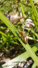 Hypselonotus fulvus