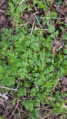 Anthriscus sylvestris
