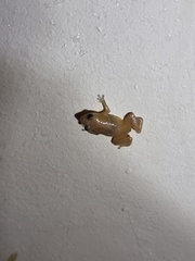 Diasporus diastema