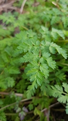 Anthriscus sylvestris