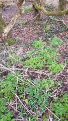 Anthriscus sylvestris