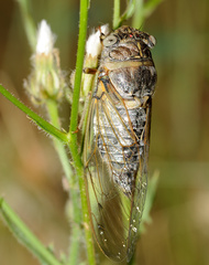 Lyristes plebejus