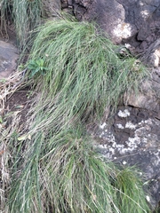 Festuca petraea