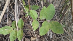Wisteriopsis