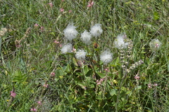 Clematis integrifolia