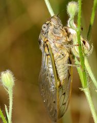 Lyristes plebejus