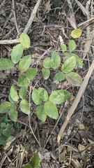 Wisteriopsis