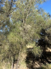 Casuarinaceae