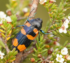 Castiarina thomsoni