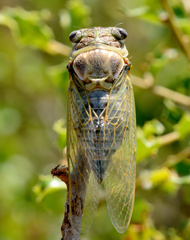 Lyristes plebejus