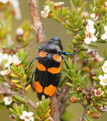Castiarina thomsoni