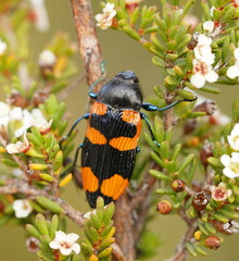 Castiarina thomsoni