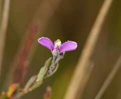 Comesperma retusum