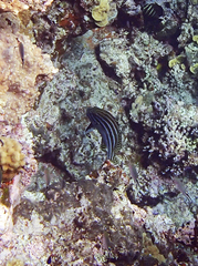 Plectorhinchus lessonii