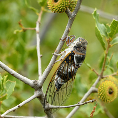 Lyristes plebejus