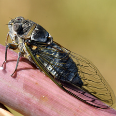 Lyristes plebejus