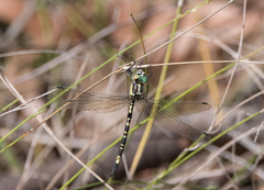 Parasynthemis regina