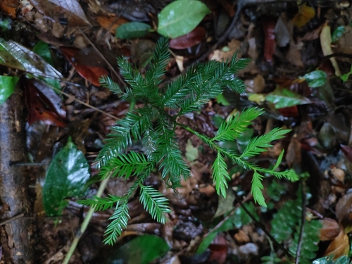 Image of Dacrycarpus imbricatus by (c) Dmitry Ivanov, some rights reserved (CC BY)