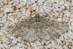 Peribatodes ilicaria