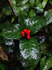 Sarcandra glabra