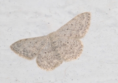 Scopula marginepunctata