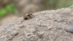 Salticidae