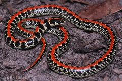 Homoroselaps lacteus