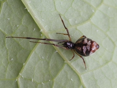 Argyrodes argyrodes
