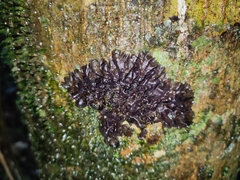 Pseudocyphellaria dissimilis