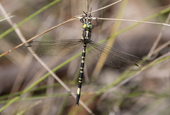 Parasynthemis regina